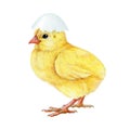 Funny small chick with cracked egg shell on the head. Watercolor painted illustration. Hand drawn tiny fluffy chicken