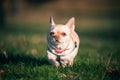 small chihuahua dog running across a cropped green lawn on a clear evening at sunset