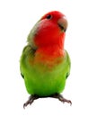 A funny small colored lovebird