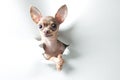 Funny small dog with big eyes and ears Royalty Free Stock Photo