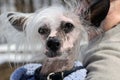 Pets. Having a walk. Funny small dog close up. Royalty Free Stock Photo