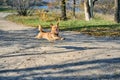 Funny small dog happily running on path trail in autumn forest Royalty Free Stock Photo