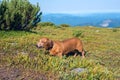 Funny small dog looking for blueberries Royalty Free Stock Photo