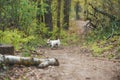 Funny small dog playing in a forest. Pets on walk Royalty Free Stock Photo