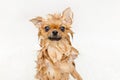 Funny small dog pomeranian puppy taking a bath Royalty Free Stock Photo