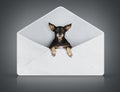 Funny small dog in post cover Royalty Free Stock Photo