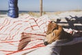 Funny small dog sleeps under a blanket, lying on the bungalow Royalty Free Stock Photo