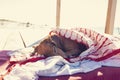 Funny small dog sleeps under a blanket, lying on the bungalow Royalty Free Stock Photo