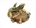 Funny small hare original watercolor illustration
