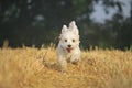 Funny small havanese is running on a stubble field