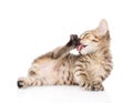 Funny small kitten washing itself. on white background Royalty Free Stock Photo