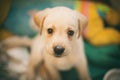 Funny small labrador looking with interest in camera Royalty Free Stock Photo