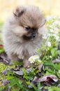 Pomeranian dog puppy outside Royalty Free Stock Photo