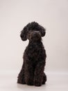 small poodle on a beige background. curly dog in photo studio