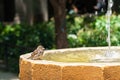 Funny Small Sparrow Bird In Fountain