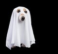 Funny Small White Halloween Ghost On Black Background. Cute Dog Looking