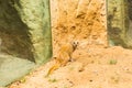 Funny small yellow mongoose stands on sandy clay soil. Concept of animals at the zoo. Life in captivity.