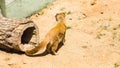 Funny small yellow mongoose stands on sandy clay soil. Concept of animals at the zoo. Life in captivity.