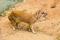 Funny small yellow mongoose stands on sandy clay soil. Concept of animals at the zoo. Life in captivity.