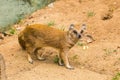 Funny small yellow mongoose stands on sandy clay soil. Concept of animals at the zoo. Life in captivity.