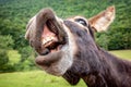 Funny smile of donkey with bared teeth into the camera Royalty Free Stock Photo