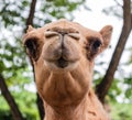 Funny smiling camel head shot portrait Royalty Free Stock Photo