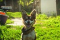 Funny smiling dog in the courtyard. Sunshine day. Colorful photo Royalty Free Stock Photo