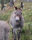 Funny and smiling donkey