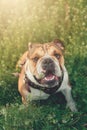 Funny smiling English bulldog. Cute Young english bulldog playing in green grass. Dog training. Happy bulldog runs in the meadow Royalty Free Stock Photo