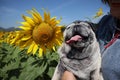 Funny smiling fat pug in garden sunflower blooming outdoor concept happy holiday.