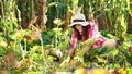 funny, smiling female farmer in plaid shirt, gloves and hat inspecting her vegetable garden, field, trying to pick up a Royalty Free Stock Photo