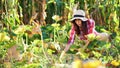 funny, smiling female farmer in plaid shirt, gloves and hat inspecting her vegetable garden, field, trying to pick up a Royalty Free Stock Photo