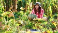 funny, smiling female farmer in plaid shirt, gloves and hat inspecting her vegetable garden, field, trying to pick up a Royalty Free Stock Photo