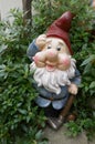 Funny smiling garden gnome with red hat stands between green plants. Not copyrighted