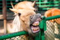Funny smiling horse portrait Royalty Free Stock Photo