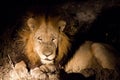 Funny smiling lion in Sabi Sands