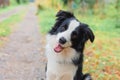 Funny smiling puppy dog border collie playing sitting on dry fall leaves in park outdoor. Dog on walking in autumn day Royalty Free Stock Photo