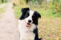 Funny smiling puppy dog border collie playing sitting on dry fall leaves in park outdoor. Dog on walking in autumn day Royalty Free Stock Photo