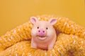 Funny smiling rubber pig toy stands in a woolen openwork scarf against yellow background