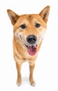 Funny smiling Shiba Inu dog looking at camera and smiling with open mouth. Royalty Free Stock Photo