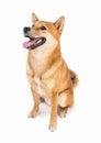 Funny smiling Shiba Inu dog looking at camera and smiling with open mouth. Royalty Free Stock Photo