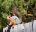 Funny squirrel sits on the fence