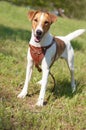 Funny Smooth Fox Terrier