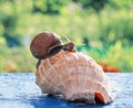 funny snail crawled to celebrate a housewarming party in the beautiful new sea shell