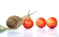 Funny snail crawling cherry's tomatoes with white background