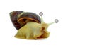 Funny snail a hatina with painted eyes is under hypnosis.view on the left, on a white background. Royalty Free Stock Photo