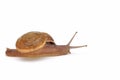 Funny snail
