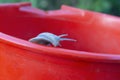 A funny snail is trying to escape from a red bucket