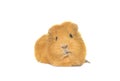 Funny snout guinea pig looks Royalty Free Stock Photo