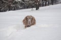 Funny snowy head of playful red russian spaniel dog looking out of snow mass